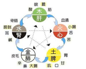 五行特質|五行人格:理論簡介,套用價值,理論基礎,身形特徵,性格特徵,養生表,。